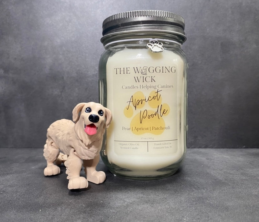 Apricot Poodle